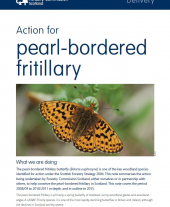 Action for Pearl-Bordered Fritillary